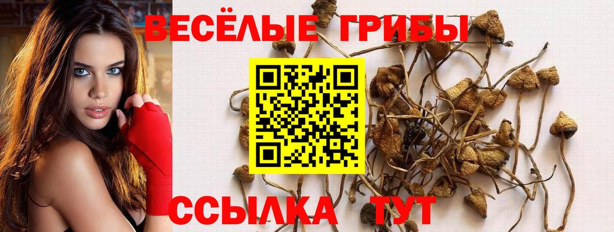 Галлюциногенные грибы Psilocybe Костомукша